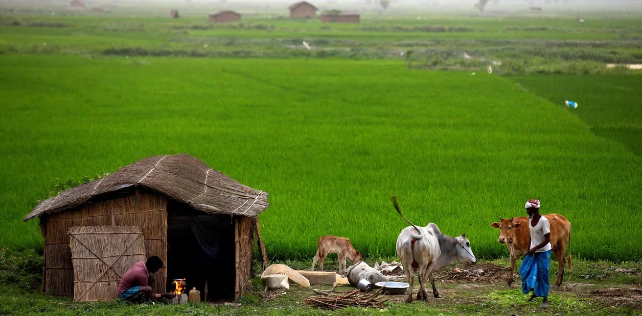 Índia enfrenta risco de declínio na agricultura