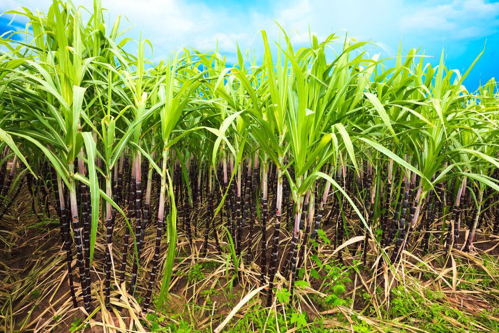 Assinado decreto que simplifica plantio de cana-de-açúcar