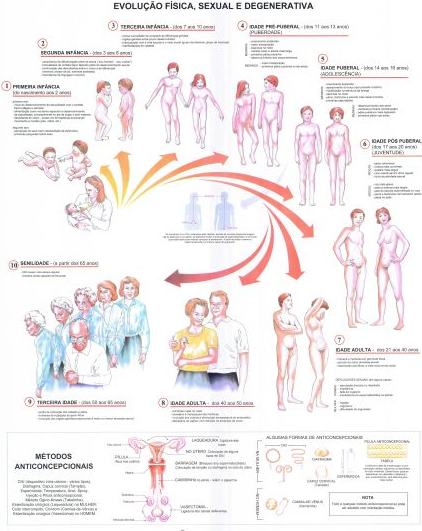 Mapa Ciclo da Vida II Mapa Ciclo da Vida II