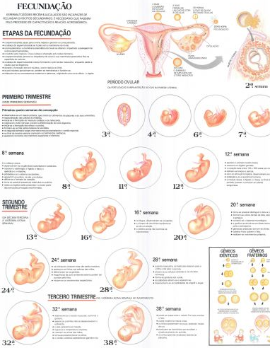 Mapa Ciclo da Vida I Mapa Ciclo da Vida I