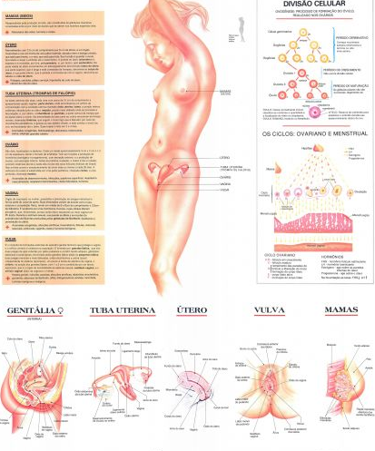 Mapa Sistema Reprodutor Feminino Mapa Sistema Reprodutor Feminino
