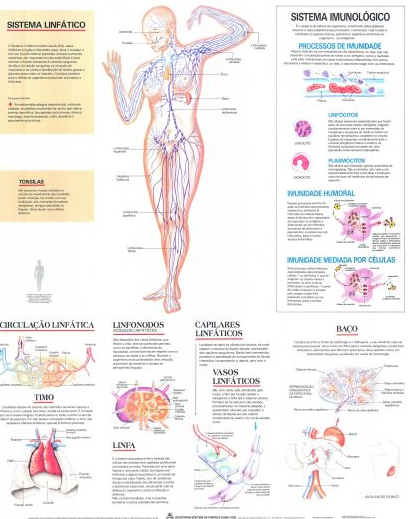 Mapa Sistema Linfático Mapa Sistema Linfático