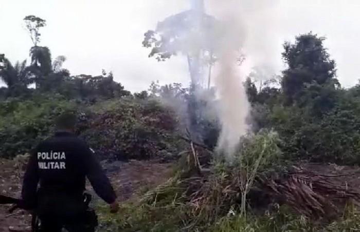 Plantação com 2 mil pés de maconha é destruída em São Félix do Xingu, no PA