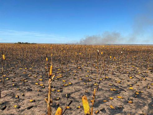 Incêndio atinge 1,8 mil hectares de lavoura de milho em Espigão do Leste