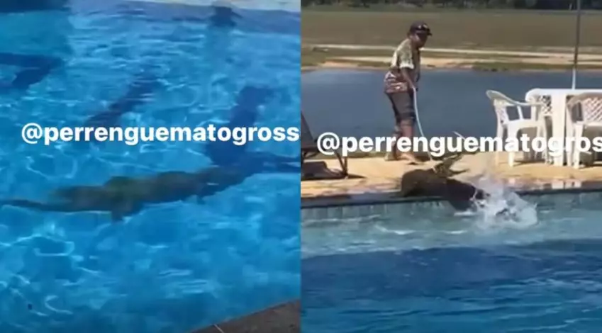 Vídeo mostra jacaré aproveitando piscina em pousada no Pantanal de MT