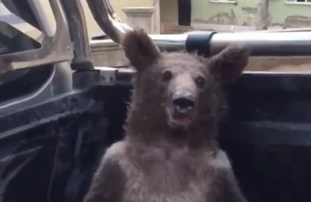 Urso come mel alucinógeno na Turquia fica doidão e precisa ser resgatado; veja vídeo