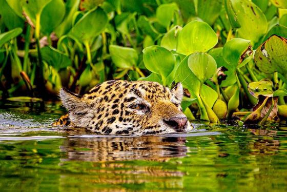 Encontro das Águas é reduto que abriga maior felino das Américas