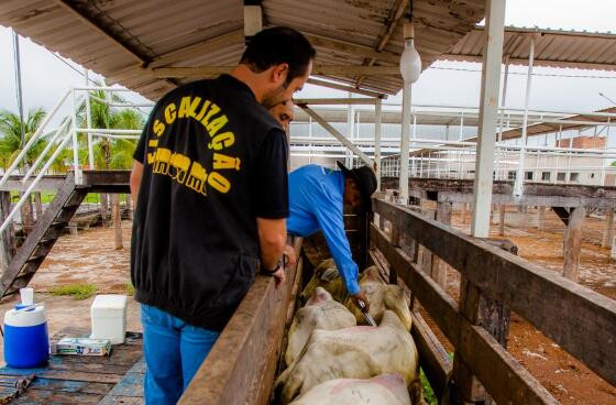 Campanha de vacinação contra febre aftosa é prorrogada