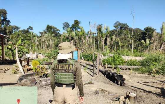 Uso de agrotóxicos deixou vegetação do Pantanal seca e morta, aponta polícia