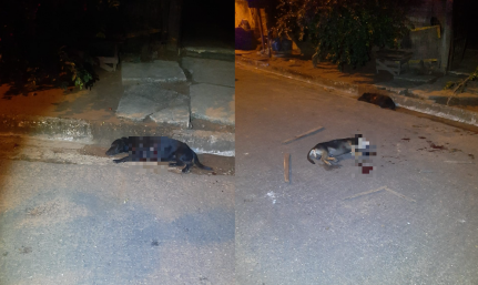 Homem com passagem por homicídio é preso após matar cachorros com facão