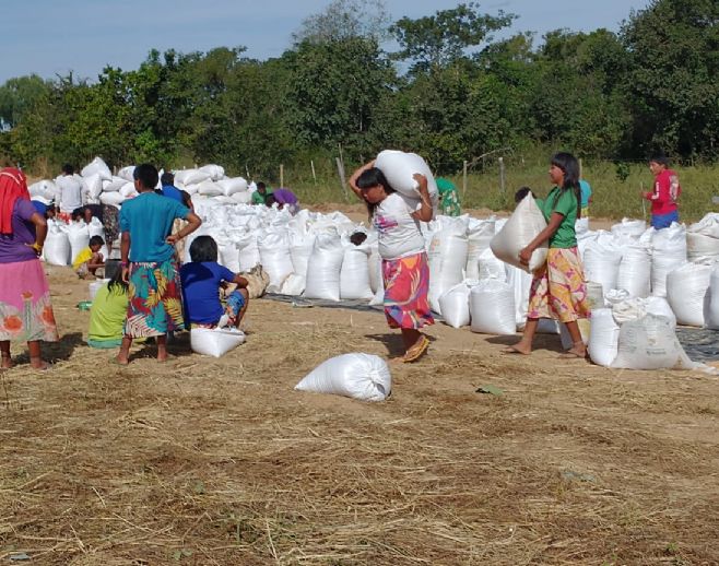 Indígenas colhem 82 toneladas de arroz em Alto Boa Vista com apoio da Empaer