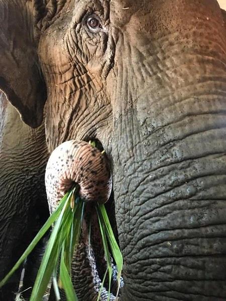 Ramba se alimenta de folhagem no 1° dia no Santuário de Elefantes em Chapada dos Guimarães