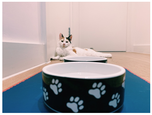 13 Cleaning Tips For Pet Owners 13 Cleaning Tips For Pet Owners