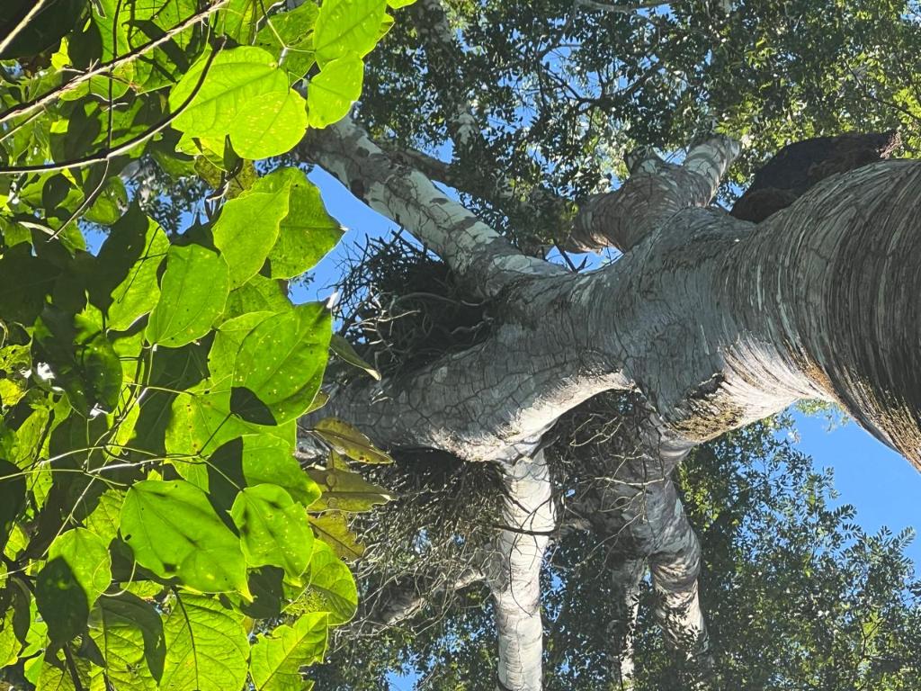 Sema atua para evitar que árvore em área de manejo com ninho de Harpia seja derrubada