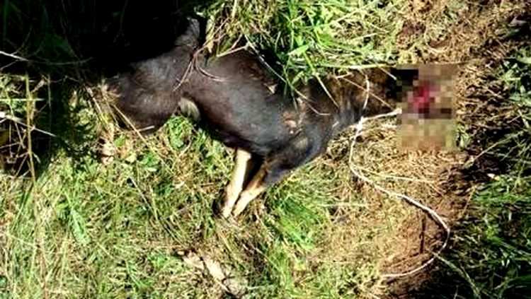 Homem é preso em distribuidora após matar cachorro e agredir esposa