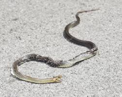 Aluna dá cobra morta de 'presente' para professora e PM é chamada em escola