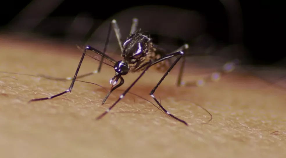 Casos de dengue aumentam 112% em um ano em MT