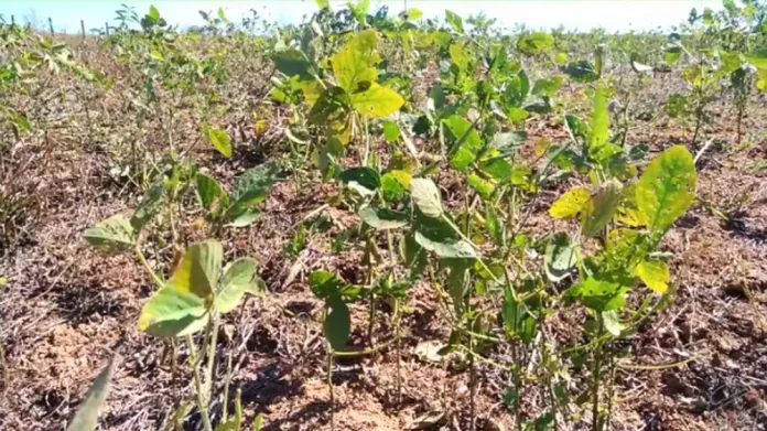 Vazio da soja inicia em junho e Indea alerta produtores sobre evitar surgimento de plantas guaxas