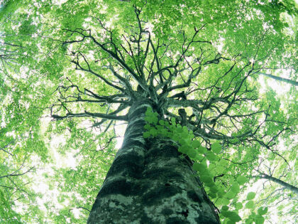 Lei 12.099 cria projeto “nasce uma criança, planta-se uma árvore”