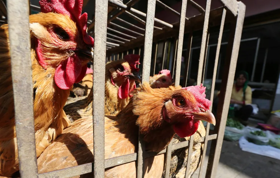 Gripe aviária: entenda como vírus é transmitido e qual o risco de disseminação no Brasil