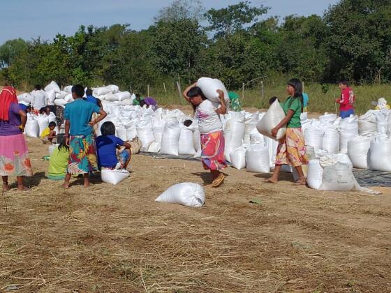 Indígenas colhem 82 toneladas de arroz em Alto Boa Vista com apoio da Empaer