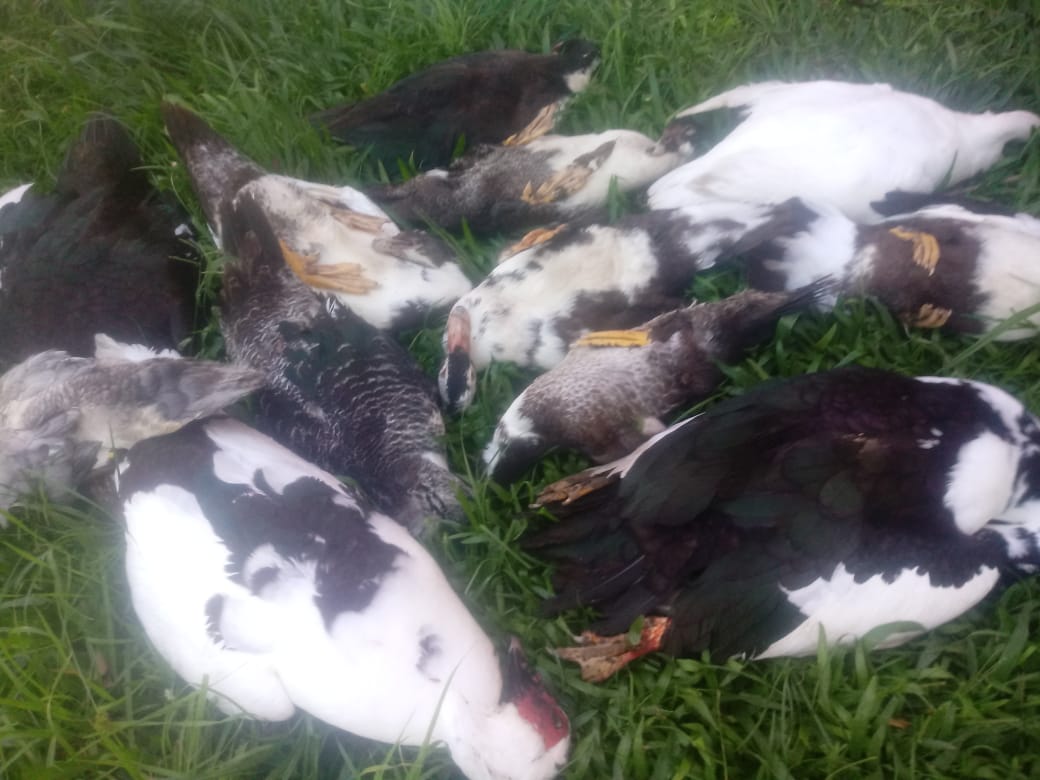 Patos no lago do Parque dos Pinheiros, em Farroupilha são encontrados mortos