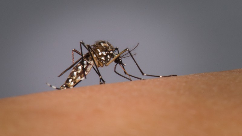 Estado entra em alerta máximo contra a dengue