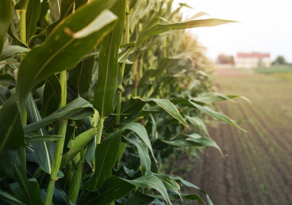Solicitações para o Programa “Safrinha” de sementes de milho 2022/2023 encerra na sexta-feira, 24