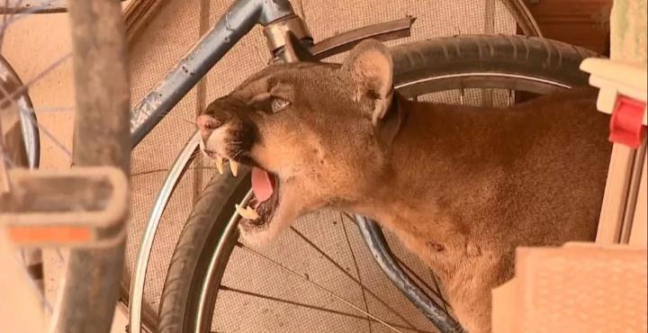 Onça parda encontrada em residência de moradora em Baixo Guandu foi levada para reserva de Sooretama