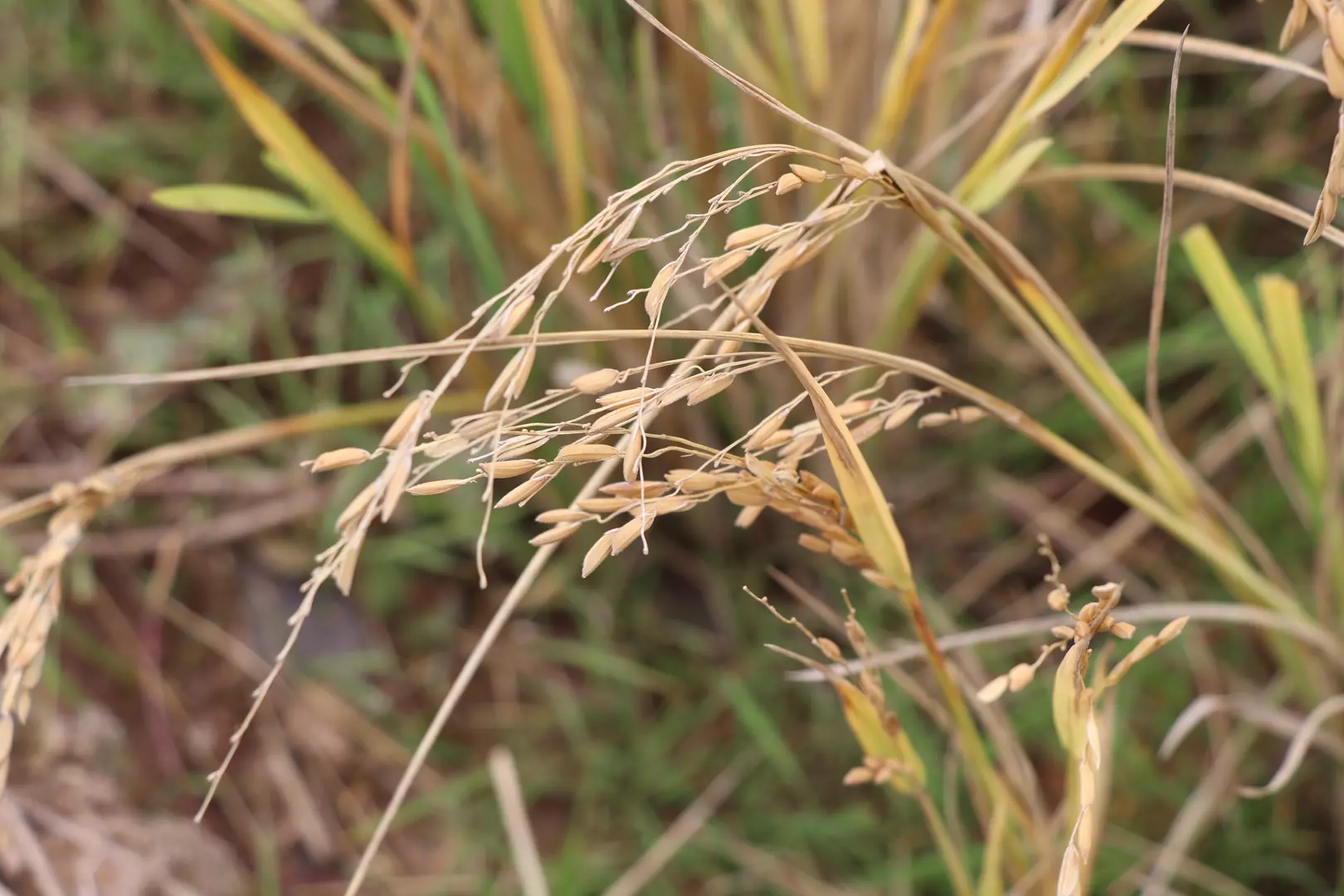 Papanduva entra no mapa oficial da produção de arroz em SC