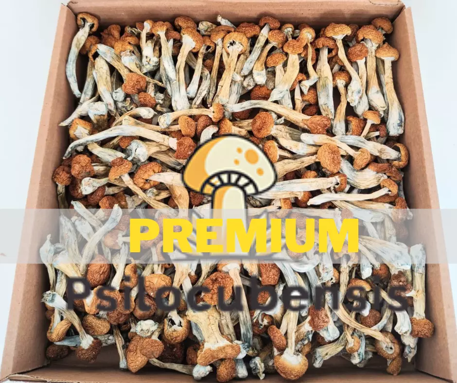 Cogumelo shitake desidratado 10g (a vácuo)