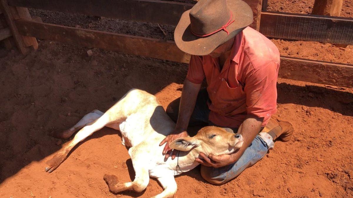 Massagem nos primeiros dias de vida melhora saúde dos bezerros.
