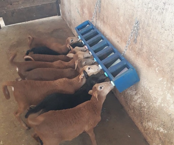 Suporte agiliza aleitamento artificial de cordeiros