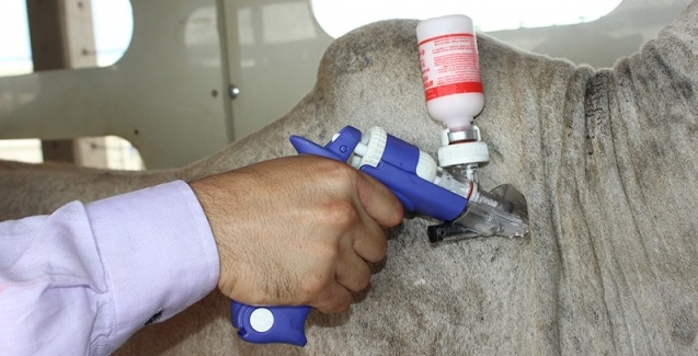 Vacinação contra febre aftosa atinge 99,15% do rebanho de Mato Grosso