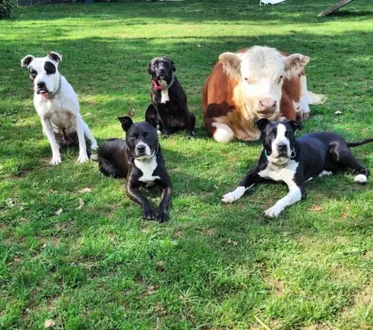 Mini-vaca é adotada por cães após ser rejeitada pelo seu tamanho