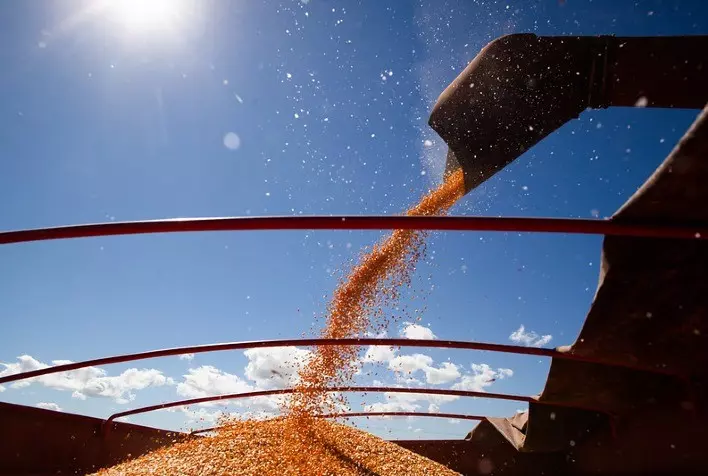 Colheita de milho em Mato Grosso entra na reta final