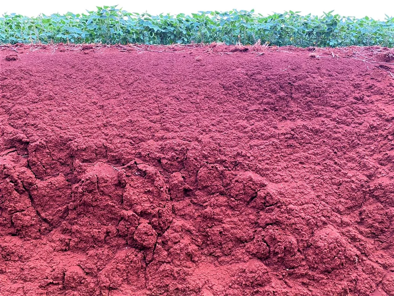 Gesso agrícola como ferramenta de manejo para a melhoria do solo – MAIS SOJA