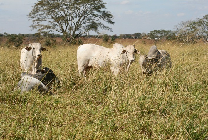 Transição entre Seca e Águas: Protocolos Nutricionais Garantem Produtividade na Pecuária