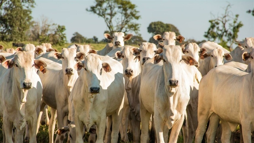 Pecuária é chave para reduzir emissões de metano