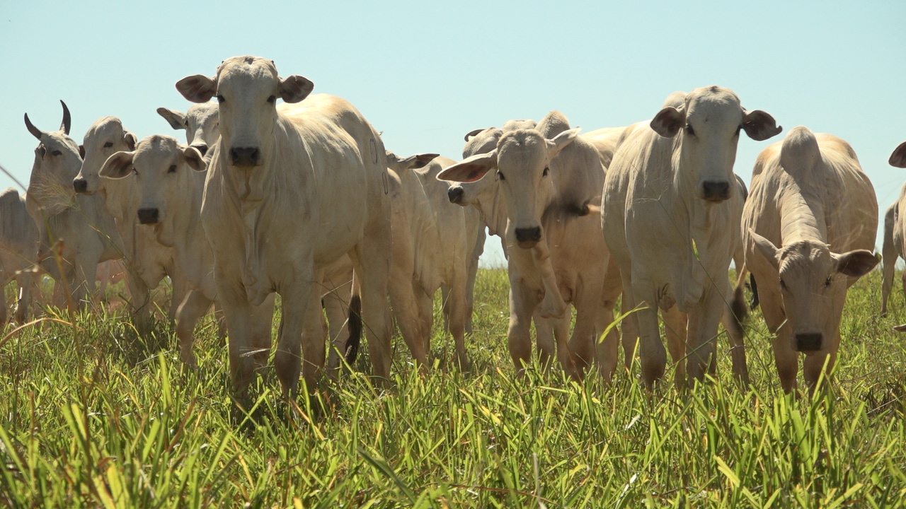 Participação de fêmeas no abate em Mato Grosso segue elevada