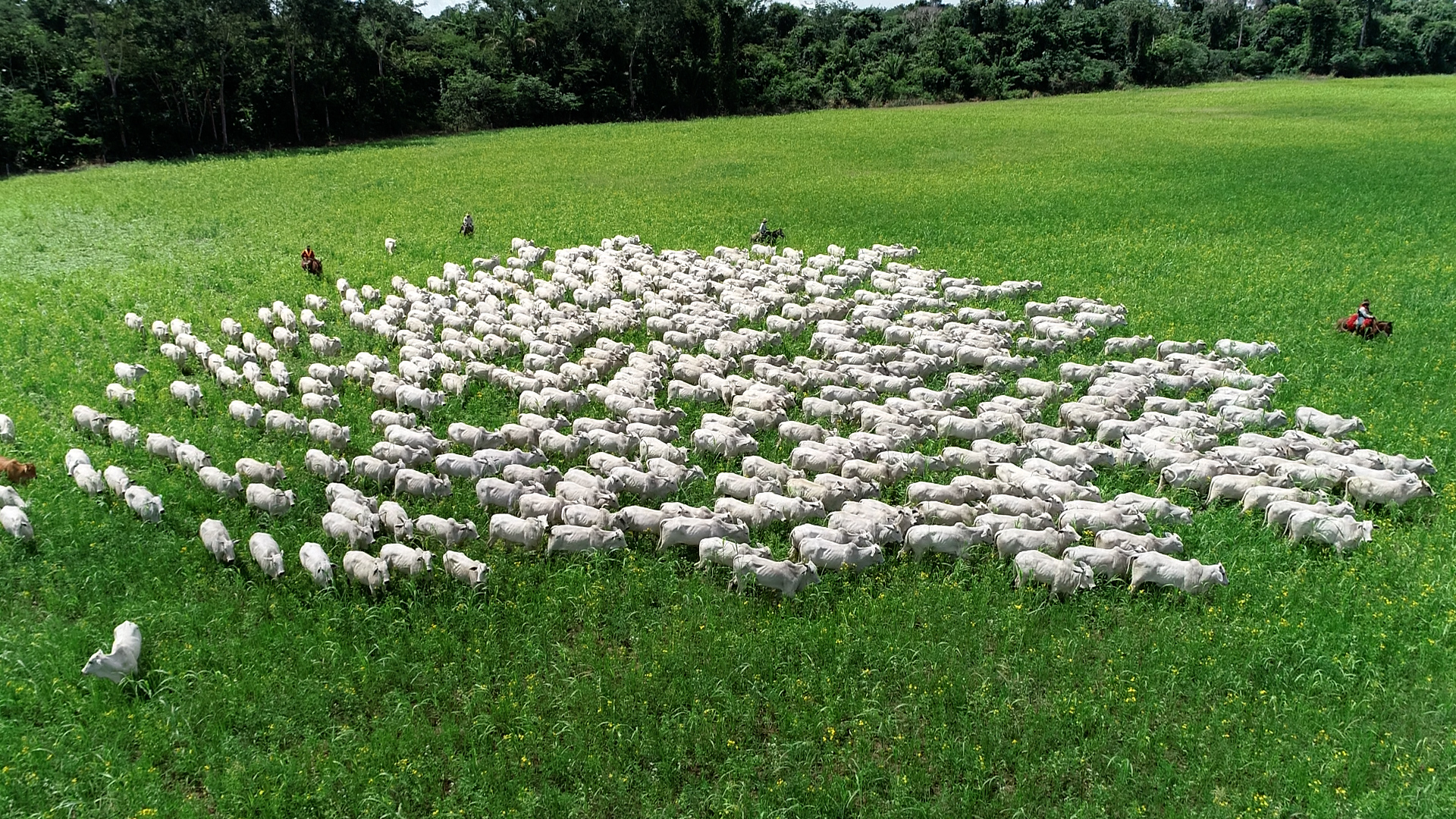 Mato Grosso muda percepção do mundo e mostra que produz carne de qualidade e sustentável