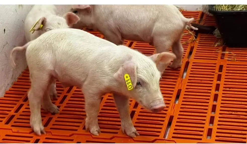 Primeiro clone suíno é marco histórico do agro brasileiro