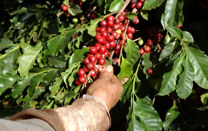 Valor e qualidade do café brasileiro são definidos na colheita e pós-colheita