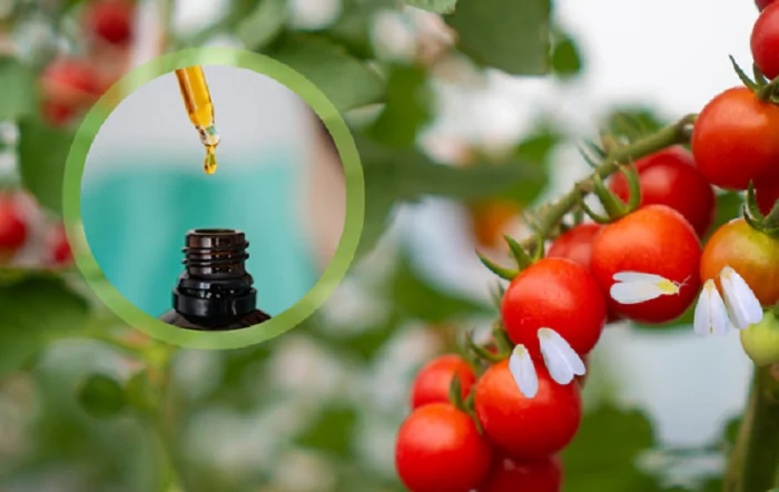 Óleos essenciais apresentam ação inseticida contra a mosca-branca