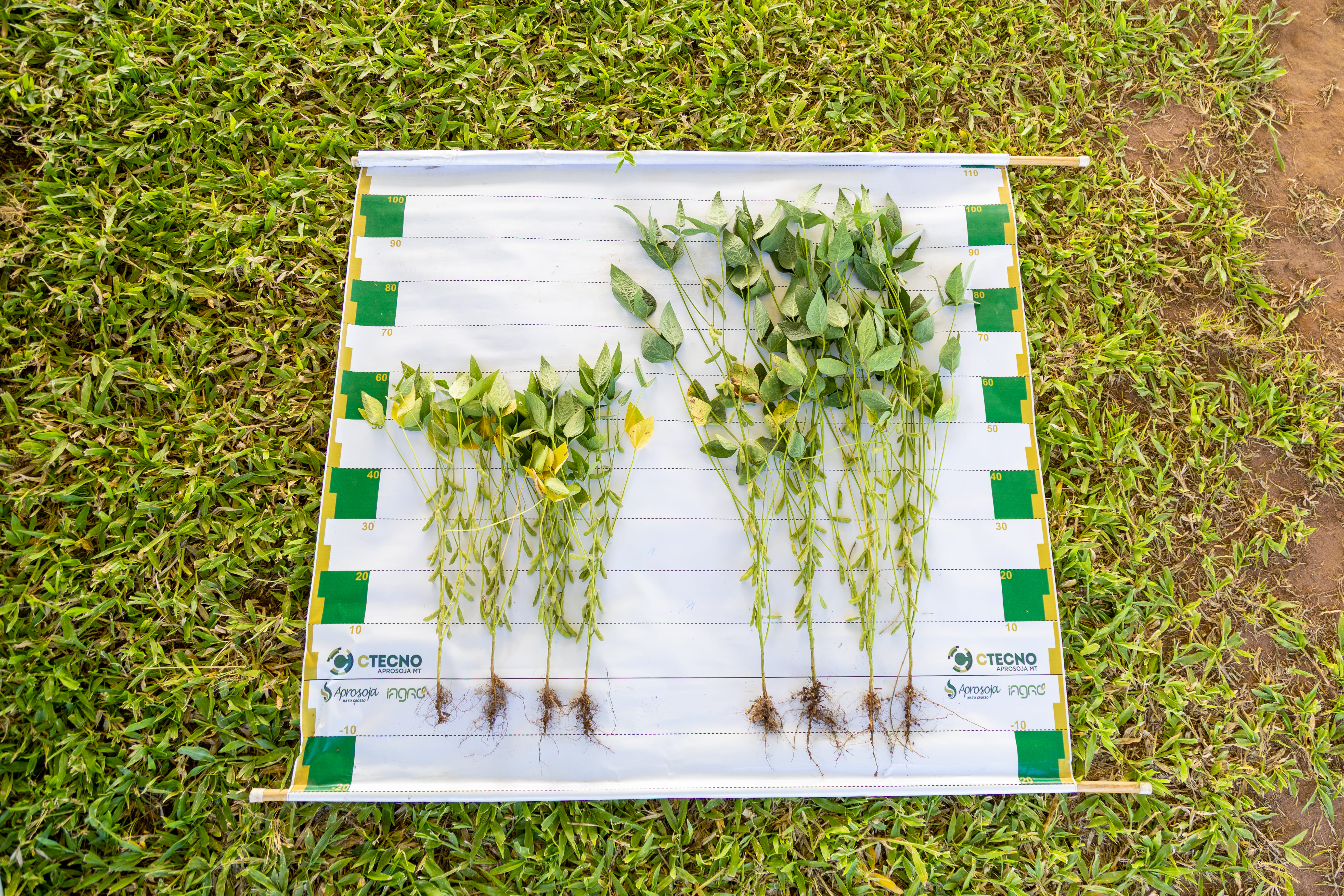 Resultados de pesquisa fortalecem a tomada de decisão no campo