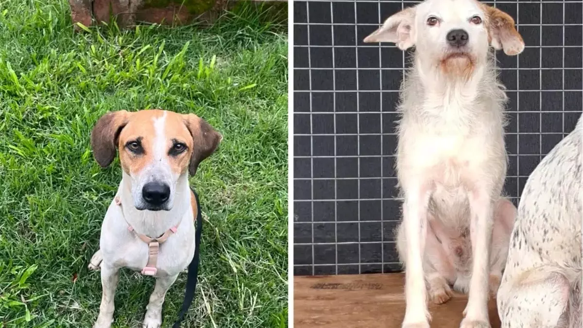 Cães adestrados pela PM de Goiás são devolvidos dias depois da adoção