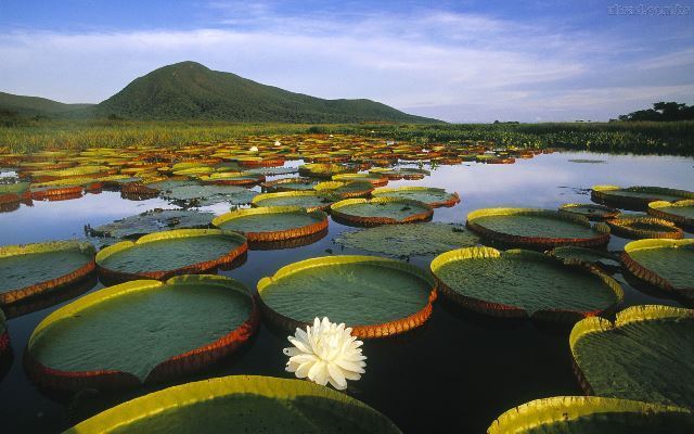 Floresta Amazônica: a sociobiodiversidade como valor universal