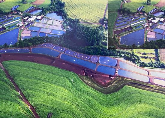Novo teste genômico auxilia criadores de tilápia a melhorar a produção