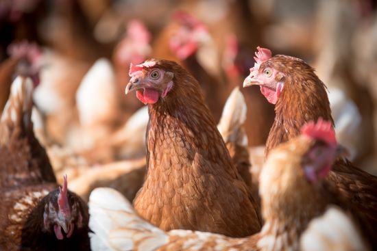 INFORME TÉCNICO - Nutrição adequada na recria das aves de postura é chave para a alta produtividade