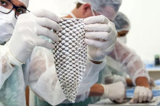 CIÊNCIA – Da tilápia tudo se aproveita – na cozinha e até na medicina ginecológica